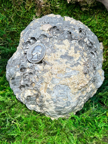 Fossilized Clamshell