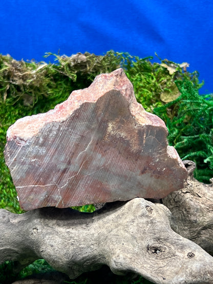 Face Polished Petrified Wood from Arizona