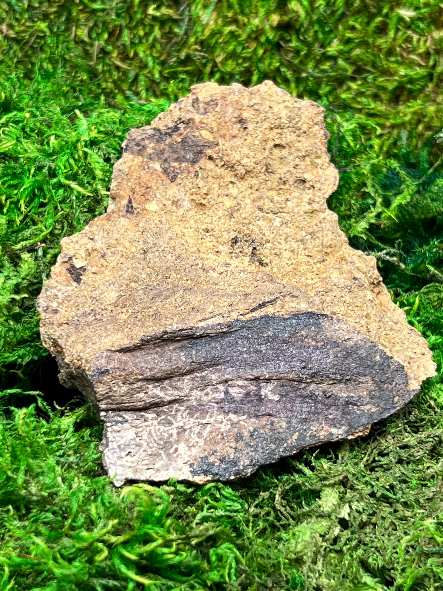 Split Petrified Wood from Morrison Formation