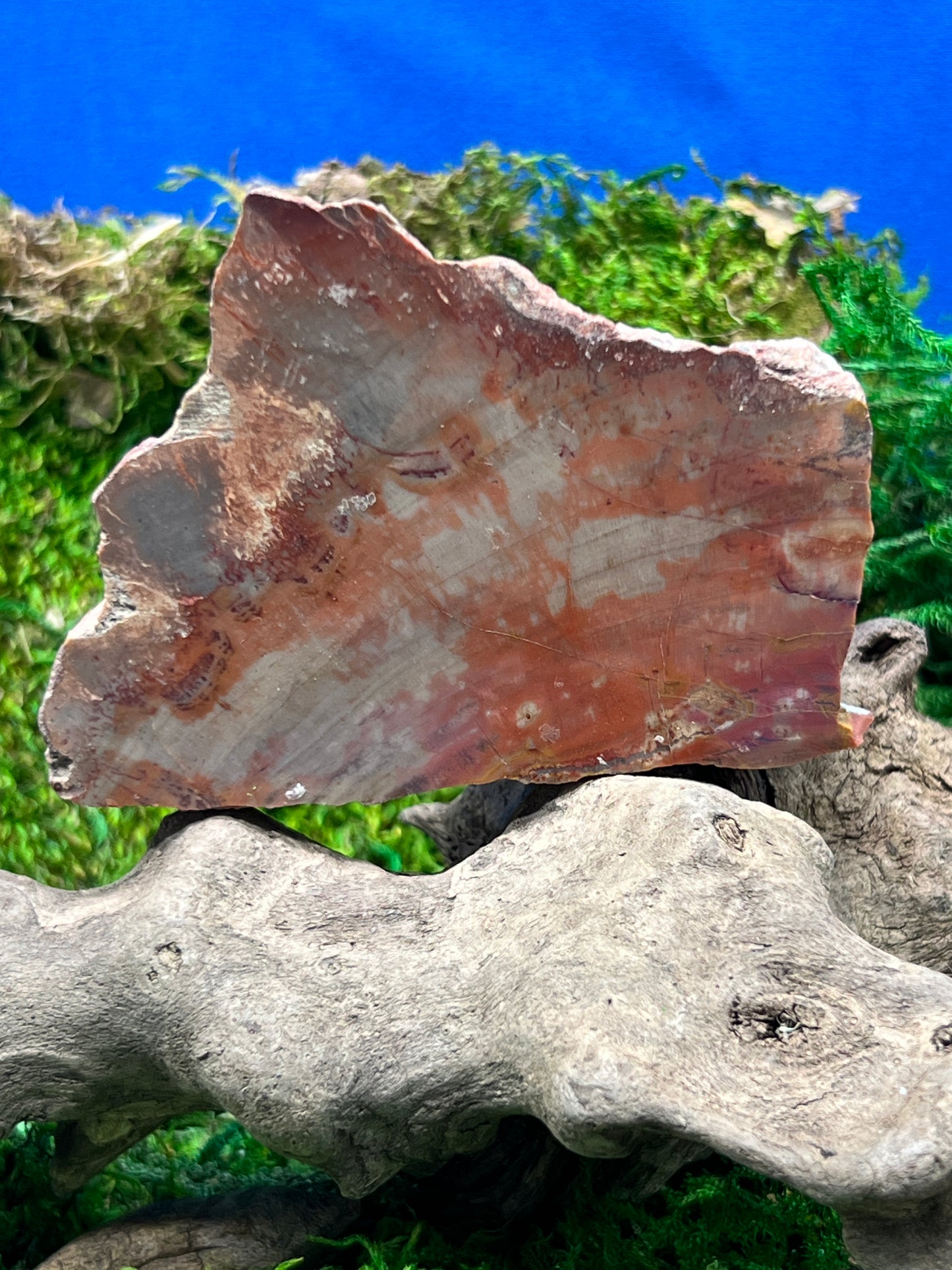 Face Polished Petrified Wood from Arizona