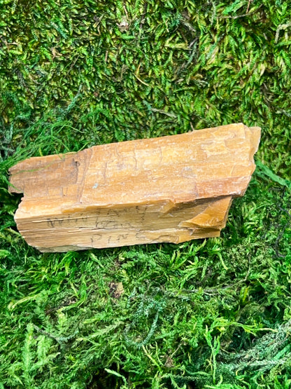 Whitney Pine Petrified Wood Specimen