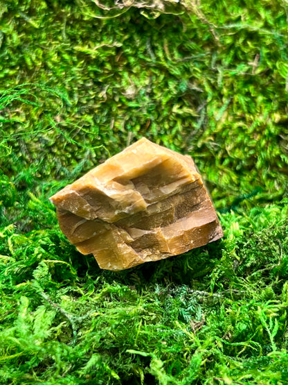 Whitney Pine Petrified Wood Specimen