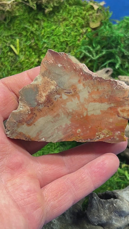 Face Polished Petrified Wood from Arizona