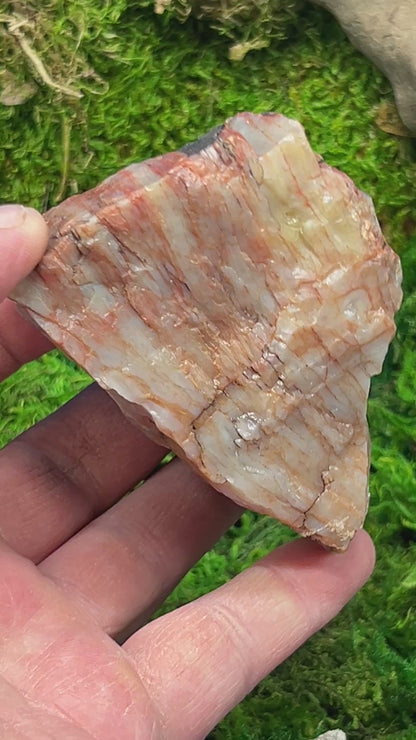 Petrified Wood