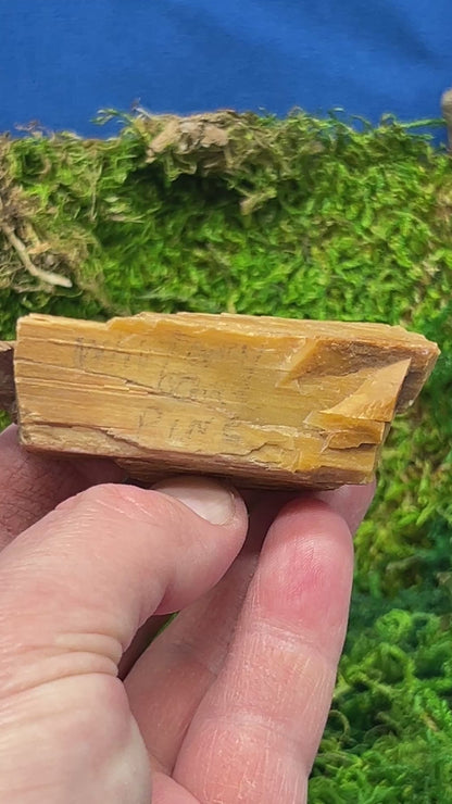 Whitney Pine Petrified Wood Specimen