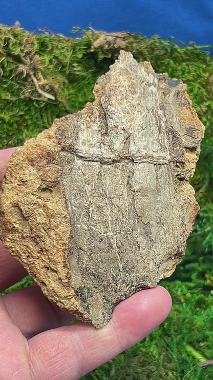 Split Petrified Wood from Morrison Formation