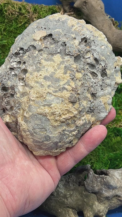 Fossilized Clamshell